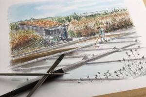 Marais Salants Ile de Re Artiste Sue Dudill